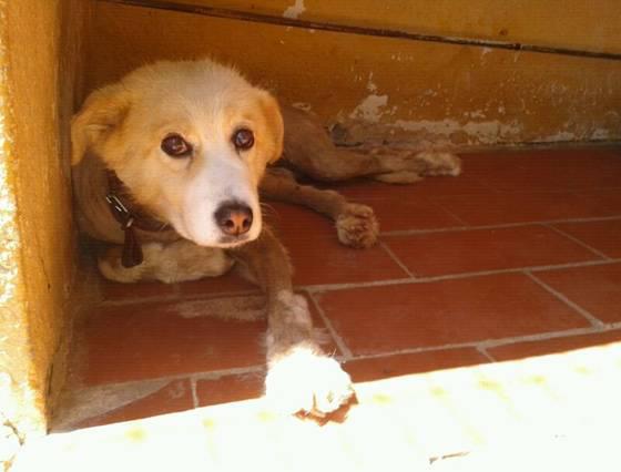 un loulou en perrera qui a besoin de soins...... Urgent10