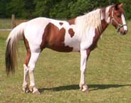 le pinto ( PH) le cheval aux robe légendère 110