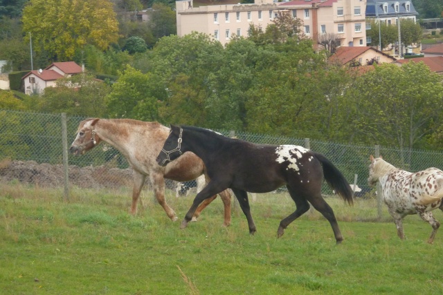 Noladream Sigodière Ap108021