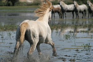 Camargue Cama10