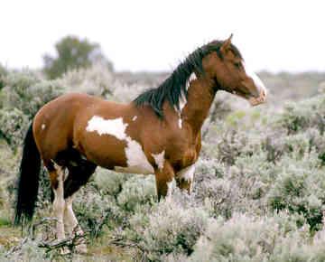 Mustang Mustan10