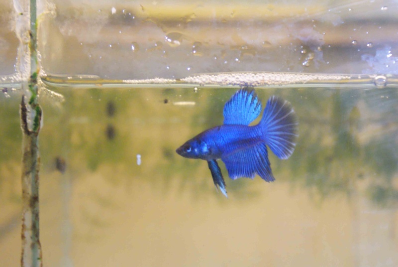 Vend combattants - Show-bettas Male_j13