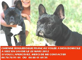 Bouledogue francais volée à son domicile en Savoie ... 57797510