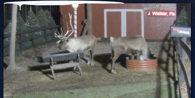 Live Camera Feed of Santa’s Reindeers Deer10