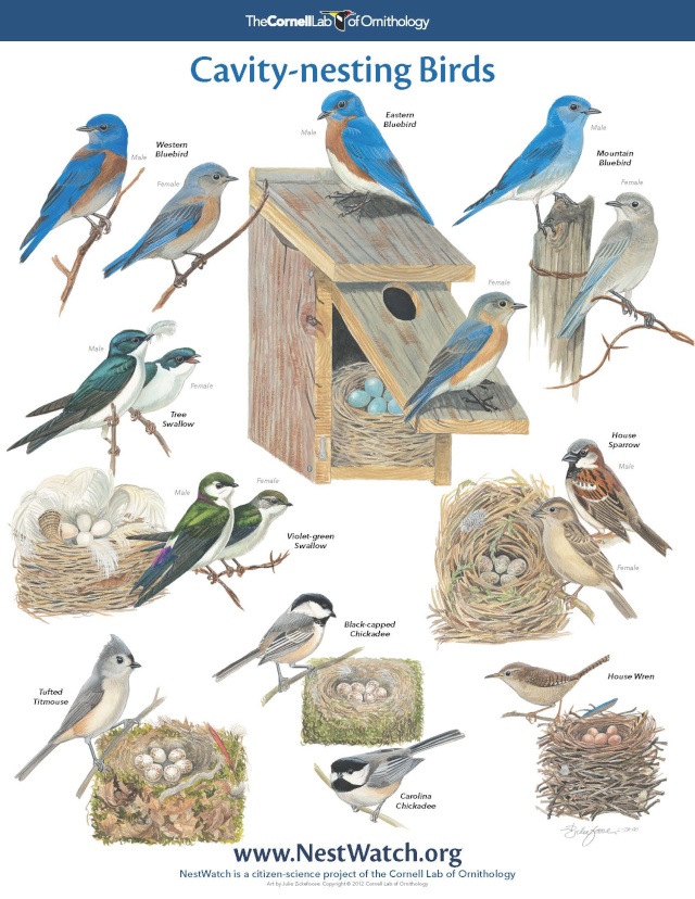 FREE Nesting Birds Poster Nestwa10
