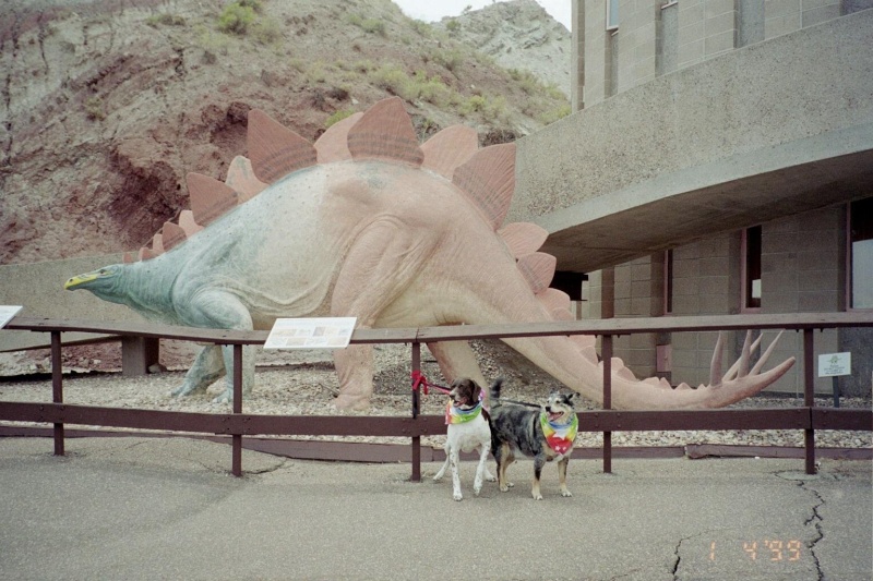 Tyrone en voyage autour des Rocky Mountains USA Dogs_a10