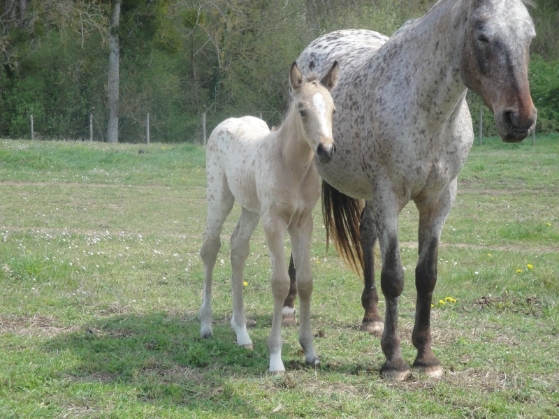 pouliche onc typé appaloosa (ds le 17) Dsc01310