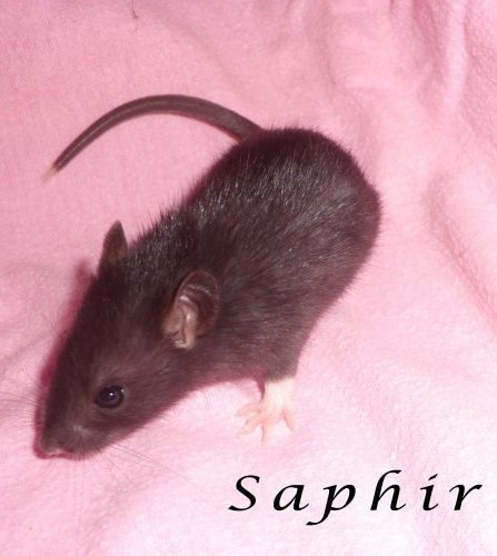 Ma petite tribu Saphir10