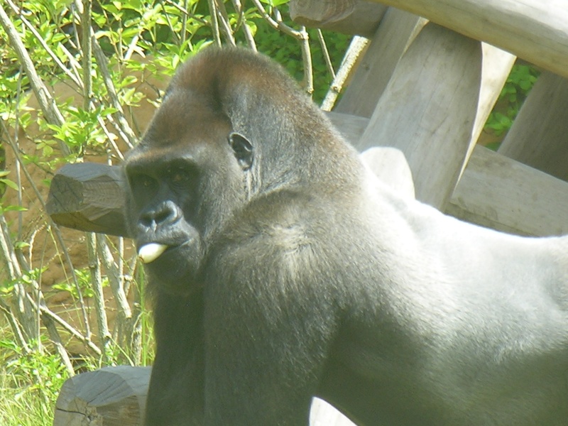 Gorilles au ZOO d'AMNEVILLE 04110