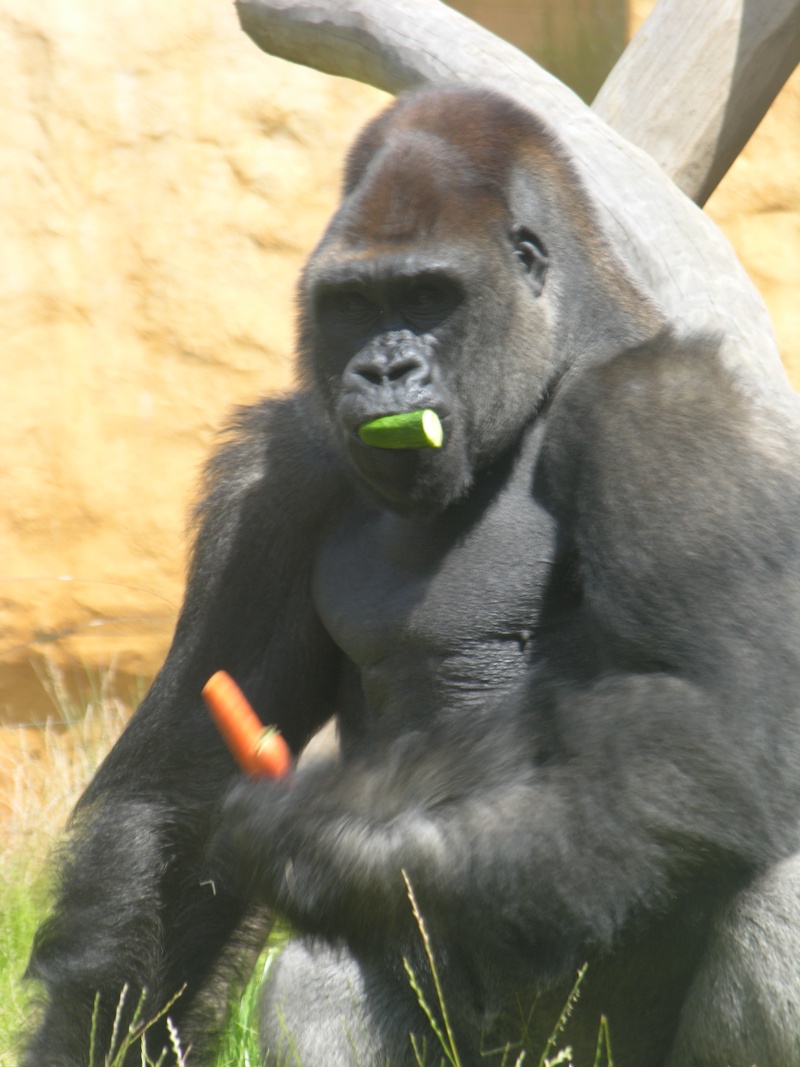 Gorilles au ZOO d'AMNEVILLE 04710