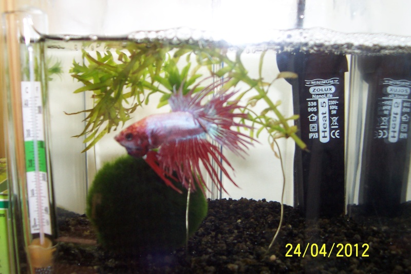 Un petit tour d'horizon Bettas31