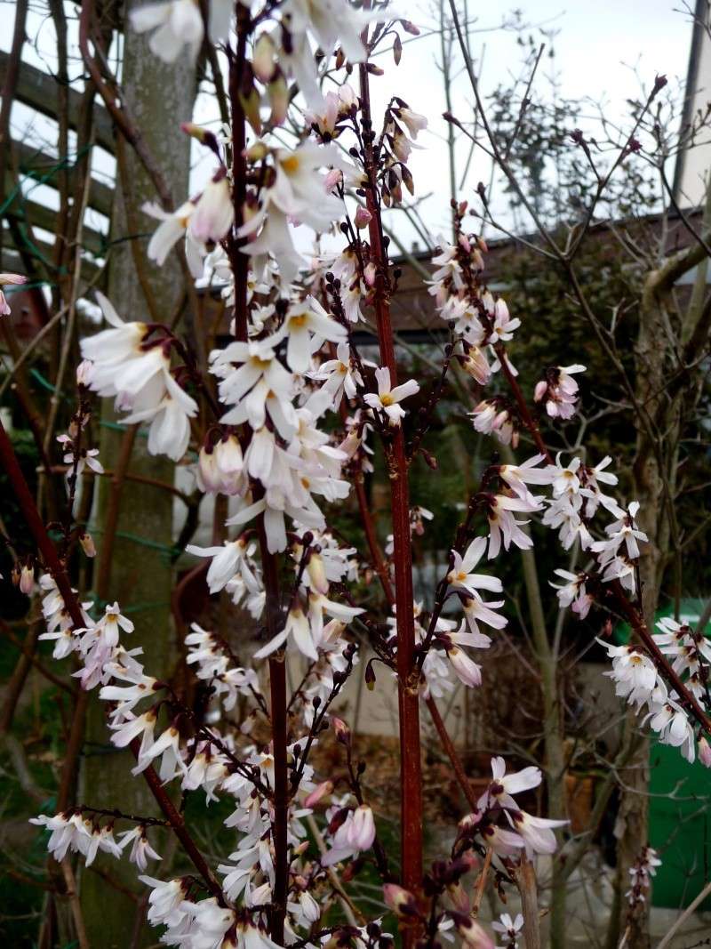 Abeliophyllum distichum / forsythia blanc 10-03-10