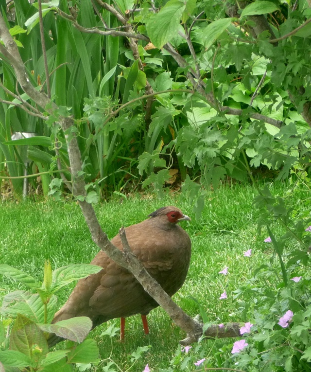 Oiseaux de printemps 17-05-17