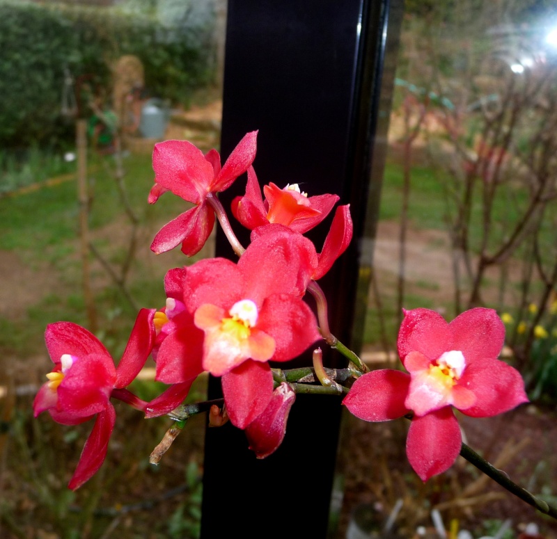 floraisons des orchidées - Page 18 17-06-12