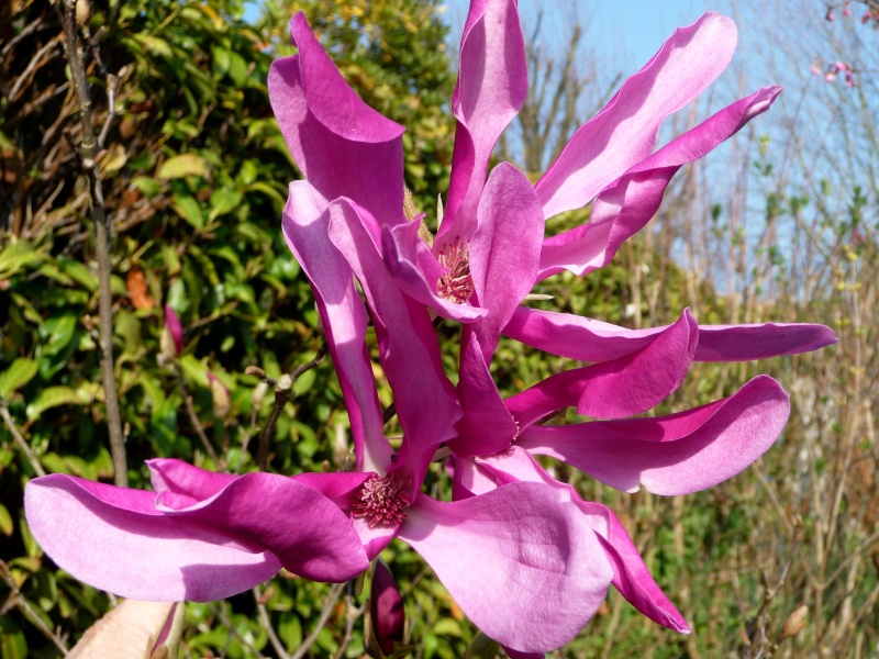 Magnolia liliiflora et hybrides 24-03-13