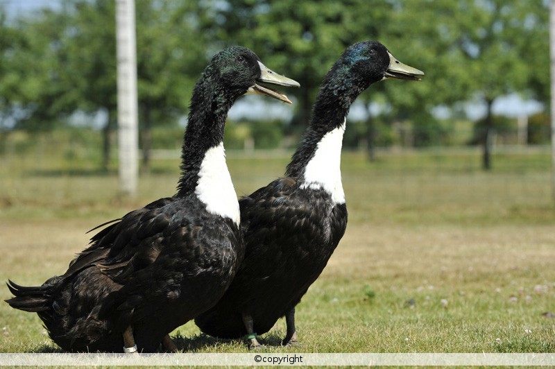 Mes deux canards sont-ils vraiment des Rouen? 2_cana10