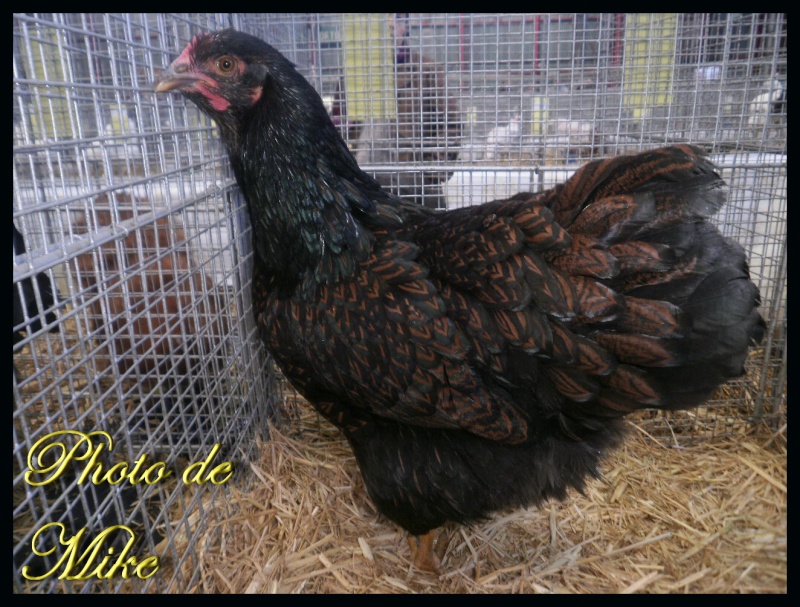 barnevelder Pa081317