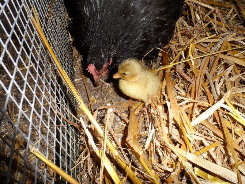 Canards mignons nuances sauvages. Sam_0418