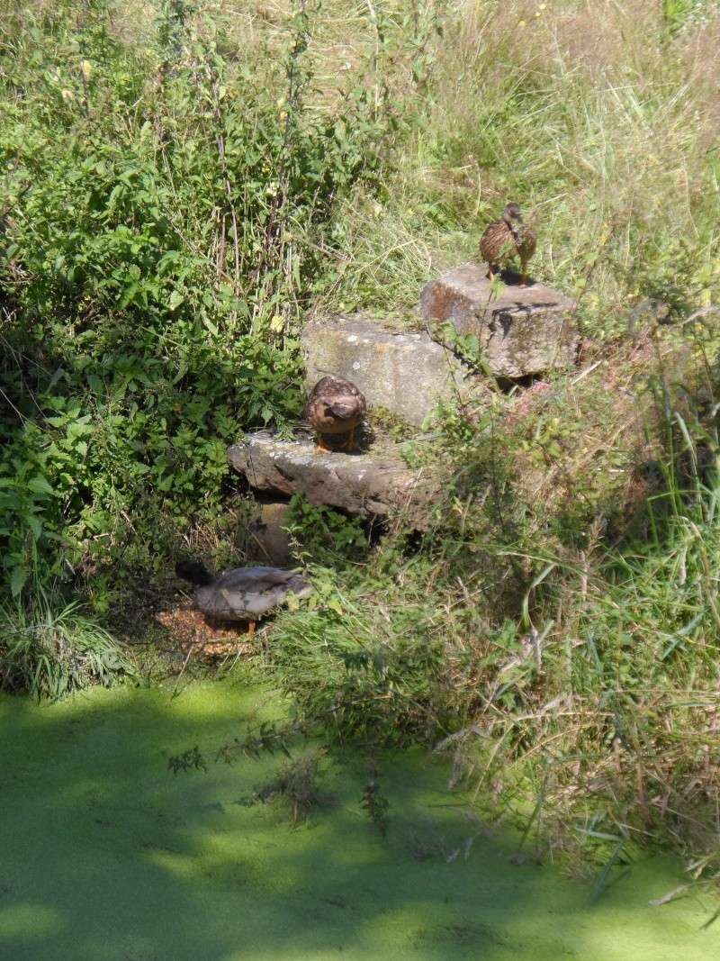 Canards mignons nuances sauvages. - Page 2 Sam_1612