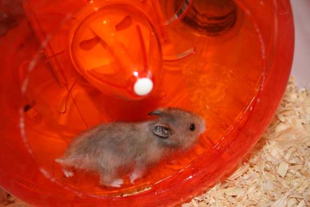 Arrivée de deux hamsters à l'association ( Adopte )  Img_0917