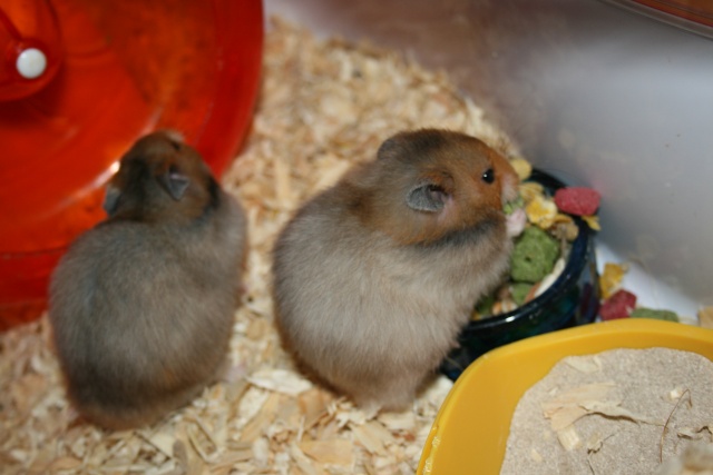 Arrivée de deux hamsters à l'association ( Adopte )  Img_1022