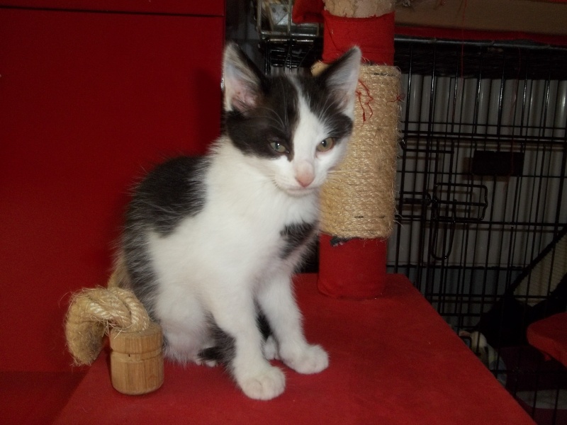 Gepetto, chaton mâle noir et blanc, né le 12 juillet 2011 100_1235