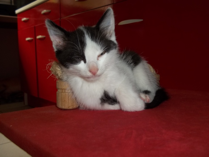Gepetto, chaton mâle noir et blanc, né le 12 juillet 2011 100_1238