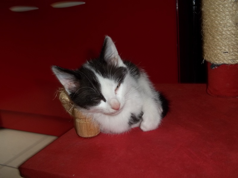 Gepetto, chaton mâle noir et blanc, né le 12 juillet 2011 100_1239