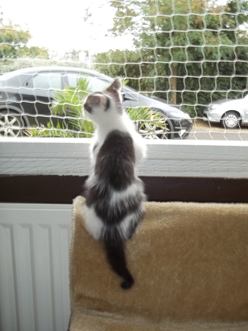 Gepetto, chaton mâle noir et blanc, né le 12 juillet 2011 100_1240