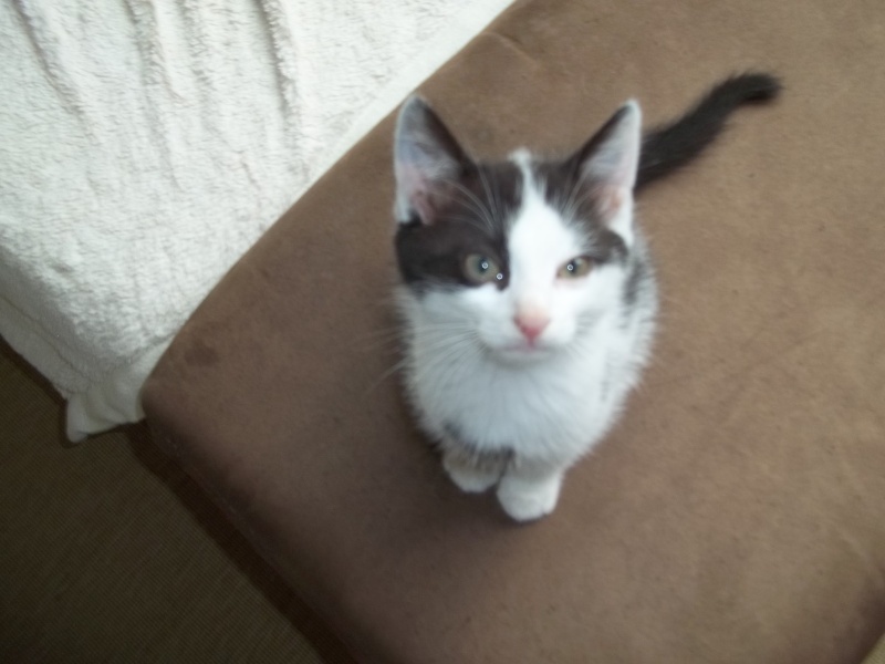 Gepetto, chaton mâle noir et blanc, né le 12 juillet 2011 100_1241