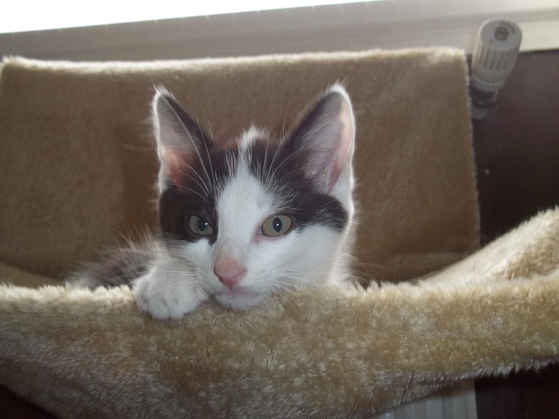 Gepetto, chaton mâle noir et blanc, né le 12 juillet 2011 100_1243