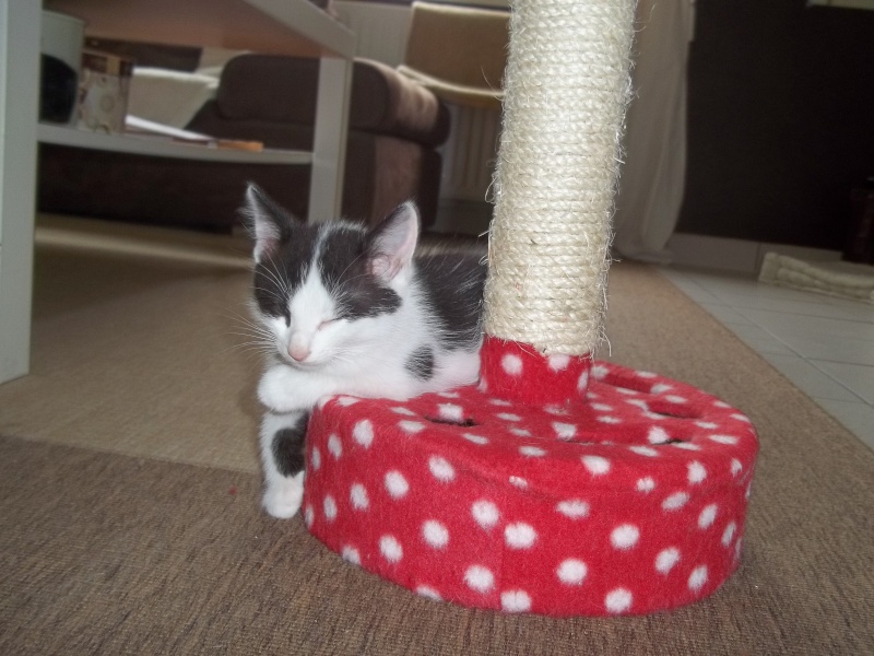 Gepetto, chaton mâle noir et blanc, né le 12 juillet 2011 100_1245