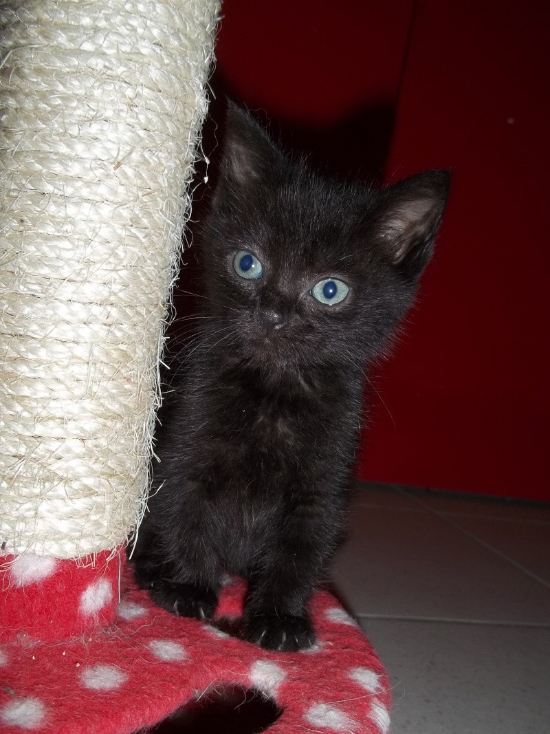 Gabrielle, chatonne noire née vers le 11 Septembre 2011 100_1329