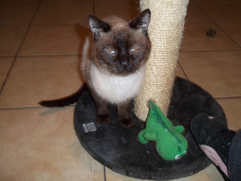 Sauvetage:Gromit, chat mâle type siamois né en janvier 2011  100_1478