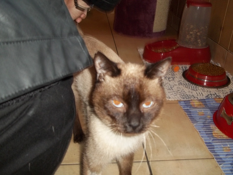 Sauvetage:Gromit, chat mâle type siamois né en janvier 2011  100_1481