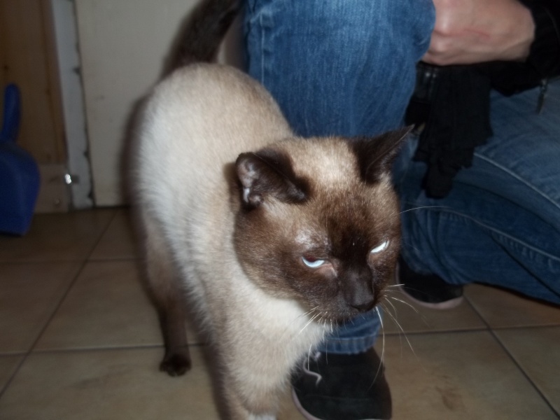 Sauvetage:Gromit, chat mâle type siamois né en janvier 2011  100_1484