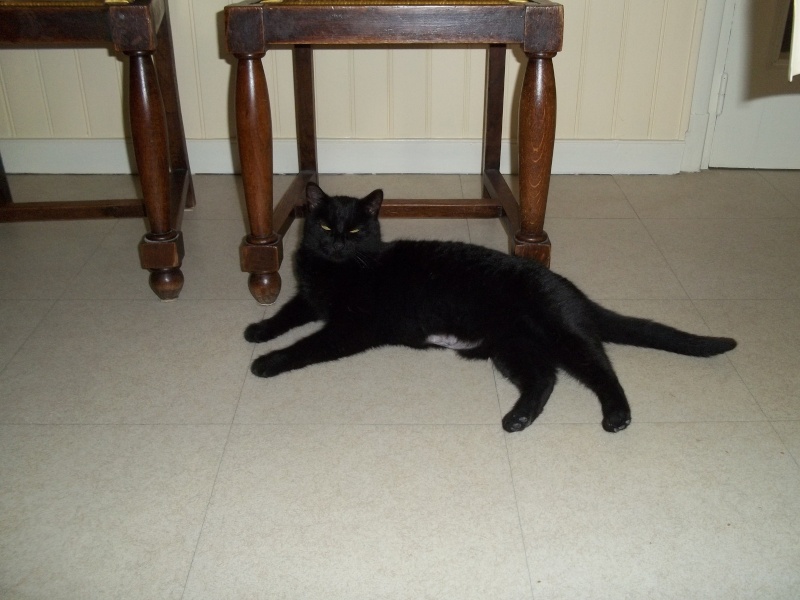 Deslys, chatte noire, née en 2008 100_1722
