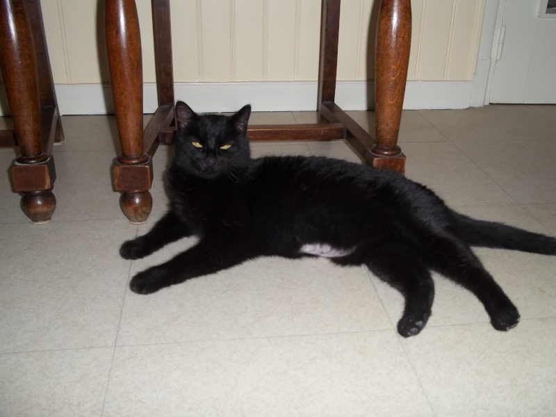Deslys, chatte noire, née en 2008 100_1723