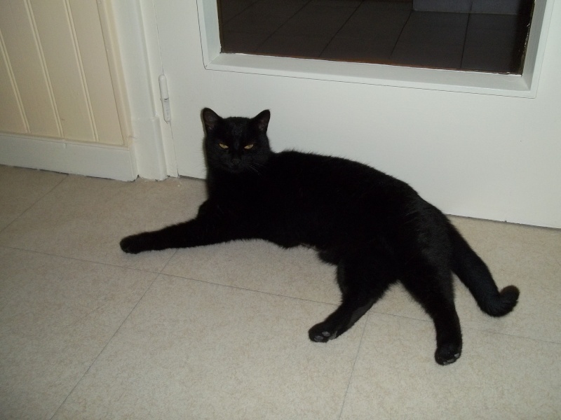 Deslys, chatte noire, née en 2008 100_1727