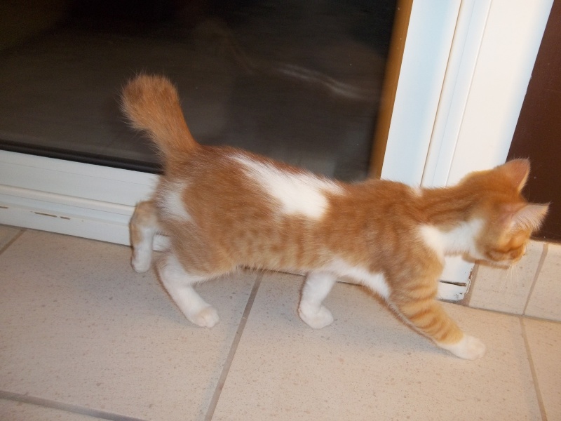 Gazou, chaton mâle roux et blanc , né vers le 20/11/2011 100_2031