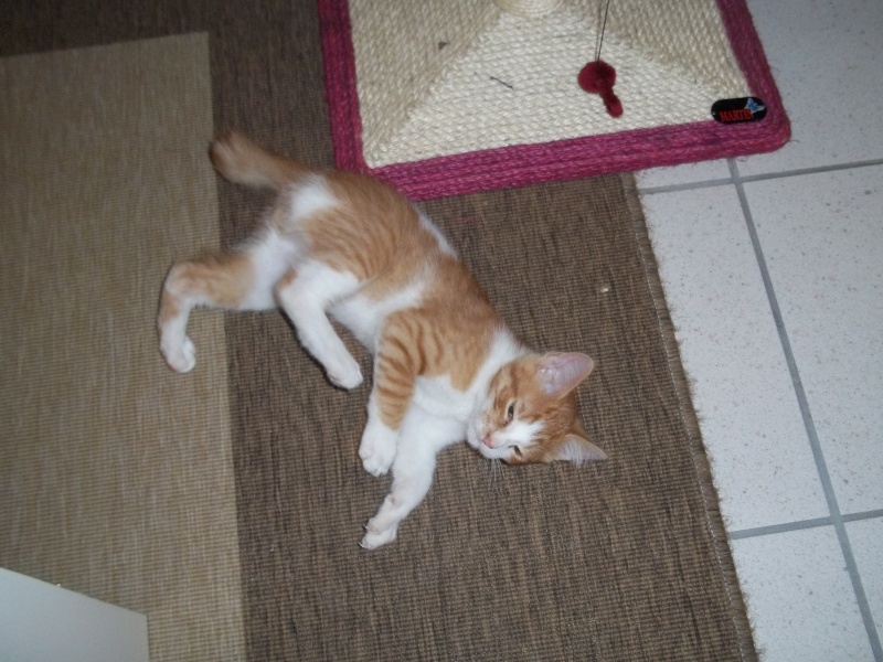 Gazou, chaton mâle roux et blanc , né vers le 20/11/2011 100_2035