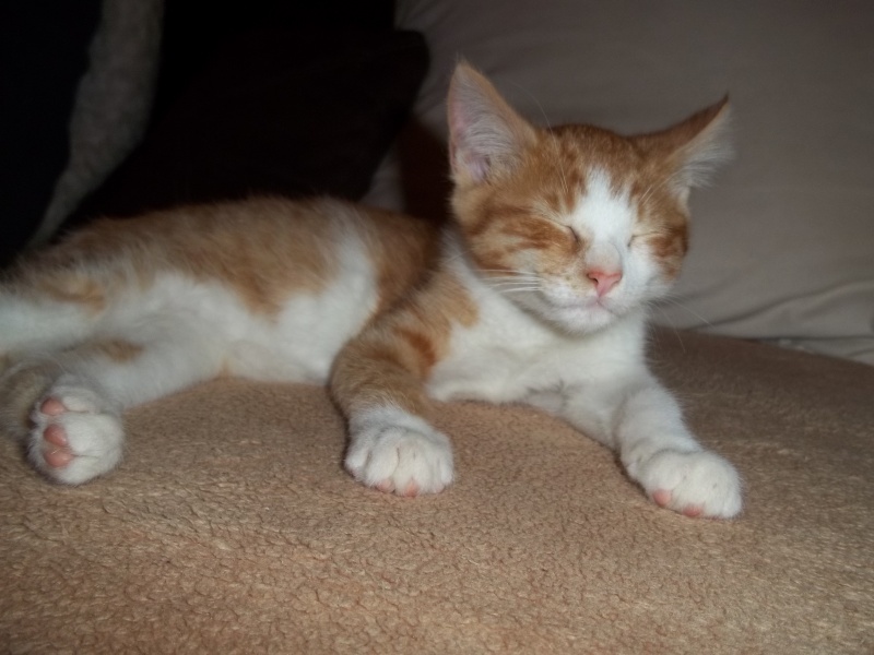 Gazou, chaton mâle roux et blanc , né vers le 20/11/2011 100_2110