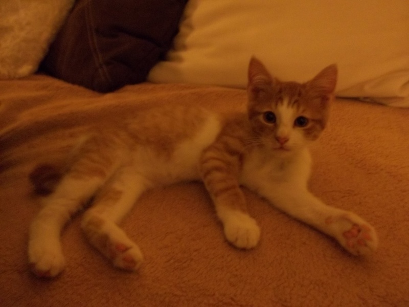 Gazou, chaton mâle roux et blanc , né vers le 20/11/2011 100_2115