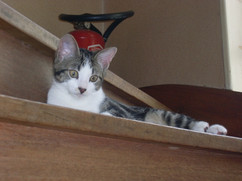 Sauvetage: Gaston, chaton mâle brown tabby et blanc, né en avril 2011 Chaton10
