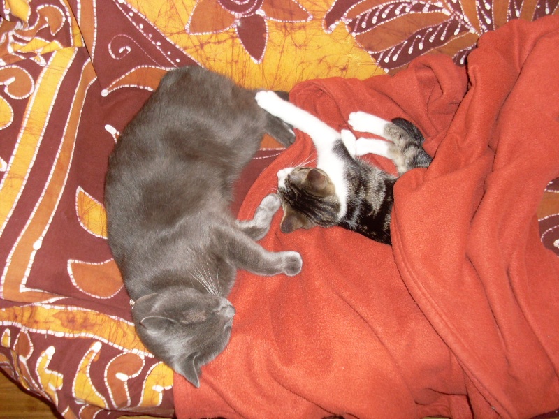 Sauvetage: Gaston, chaton mâle brown tabby et blanc, né en avril 2011 Chaton13