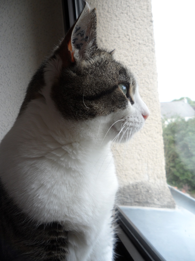 Sauvetage: Diva, chatte brown tabby et blanc, née le 1er février 2008 Diva_013