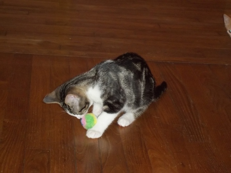 Sauvetage: Gaston, chaton mâle brown tabby et blanc, né en avril 2011 Gaston11