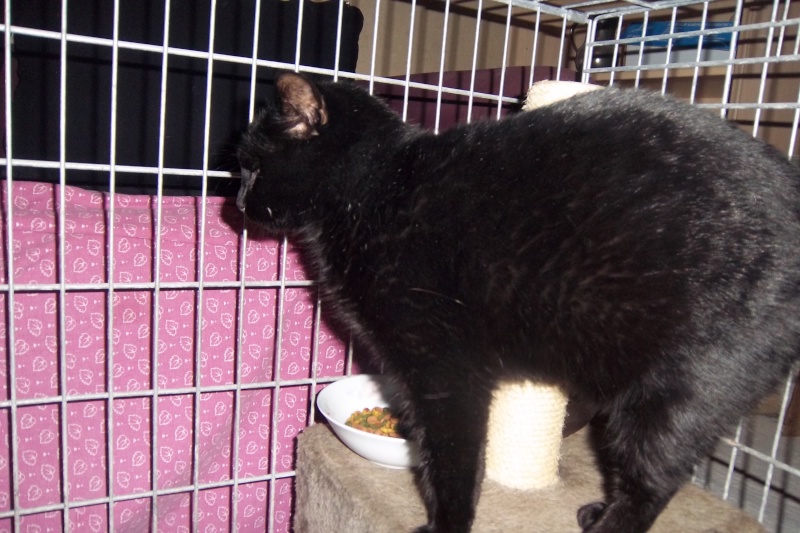Deslys, chatte noire, née en 2008 Imgp1113