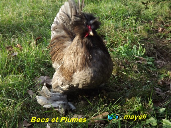 la poule naine de Burma Burma_11