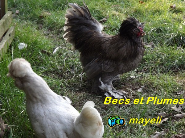 la poule naine de Burma Burma_12